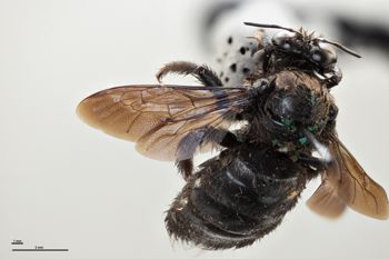 Media type: image;   Entomology 810638 Aspect: habitus dorsal view
